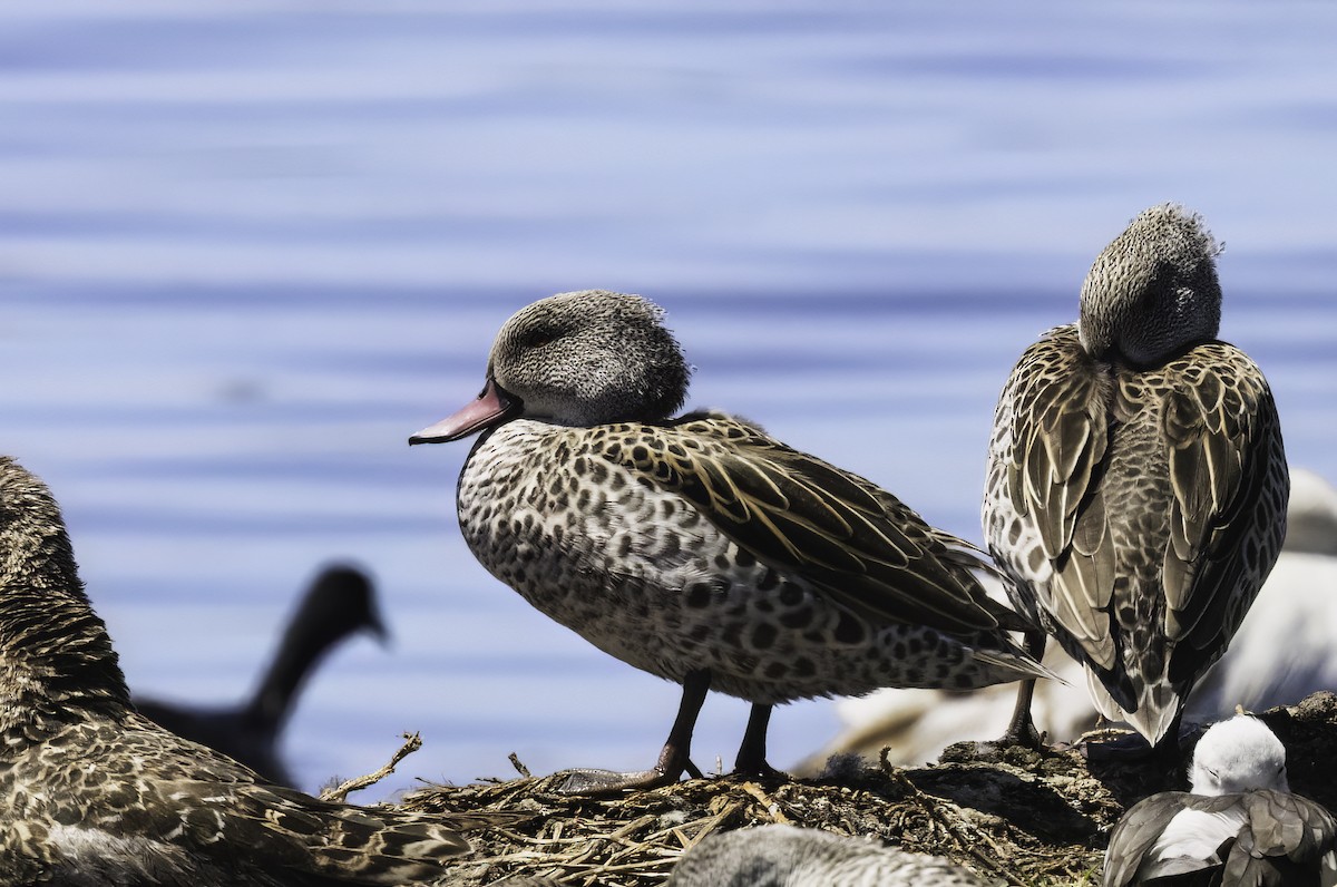 Cape Teal - ML646562367