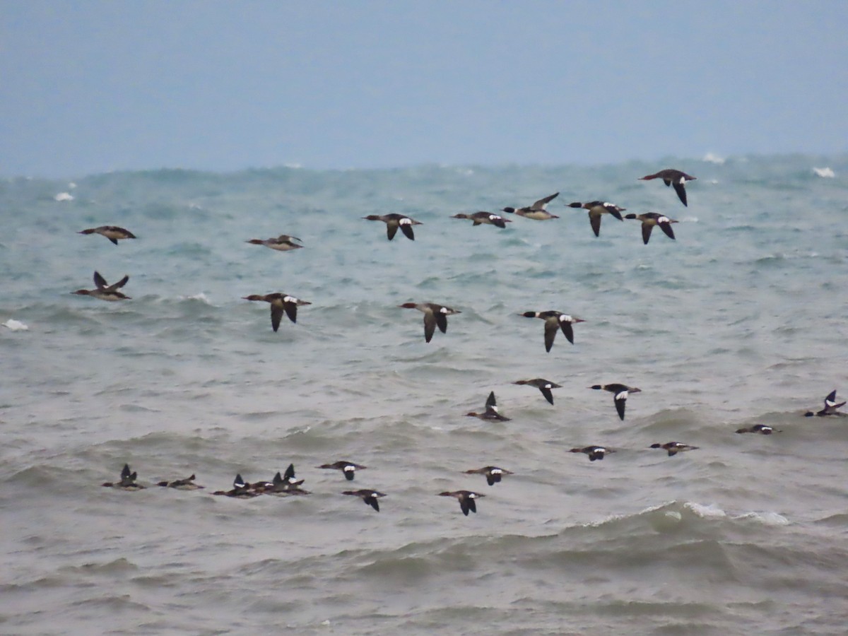 Smergo minore - ML646562370