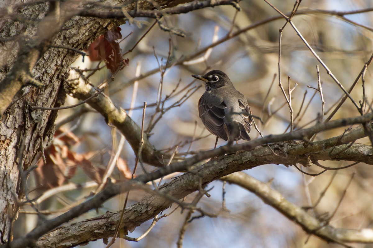 American Robin - ML646562373