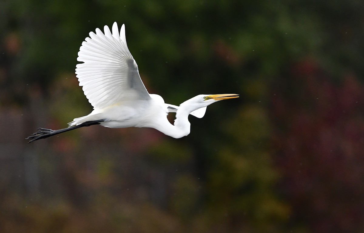 Great Egret - ML646562375