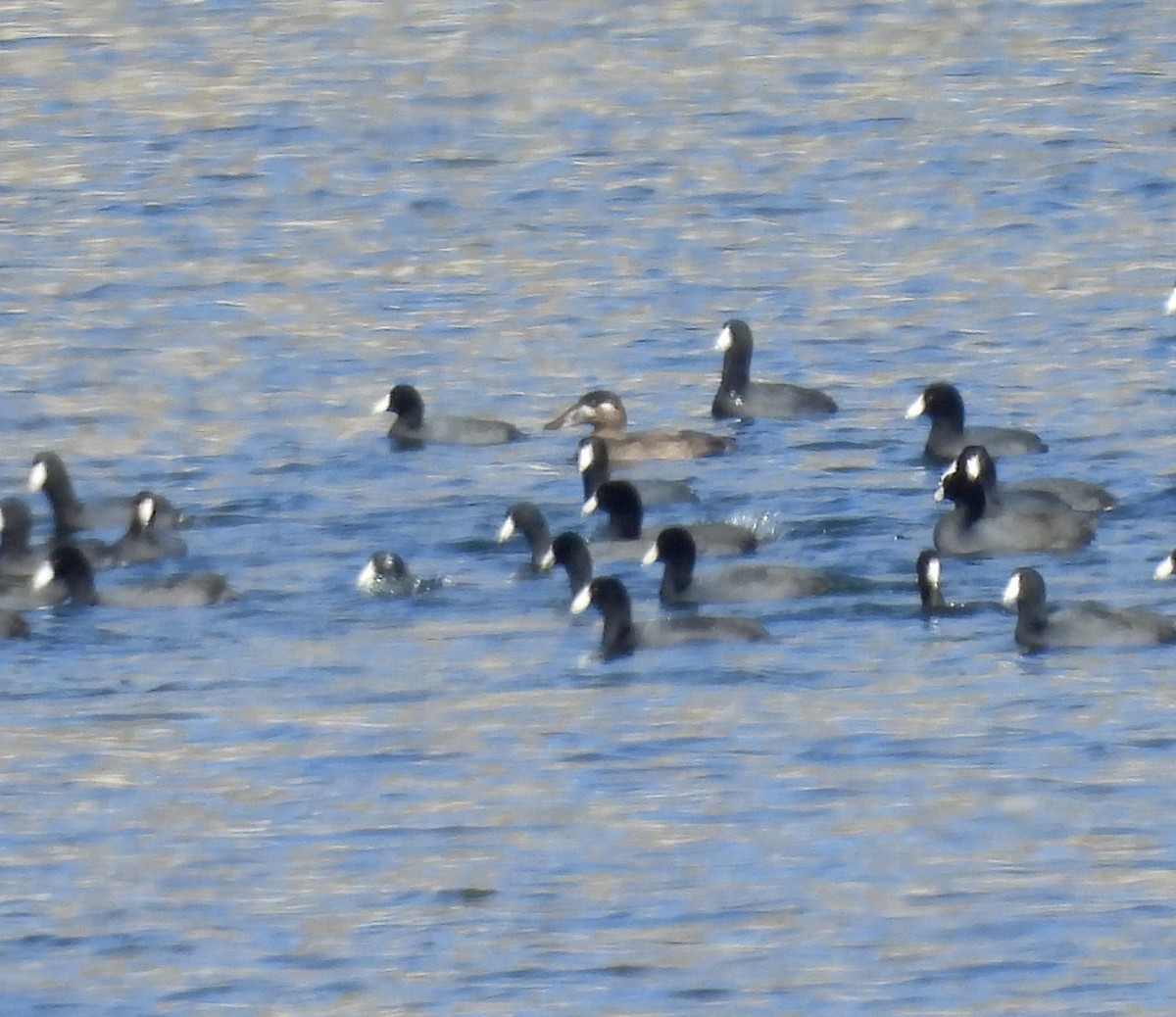 Surf Scoter - ML646562378