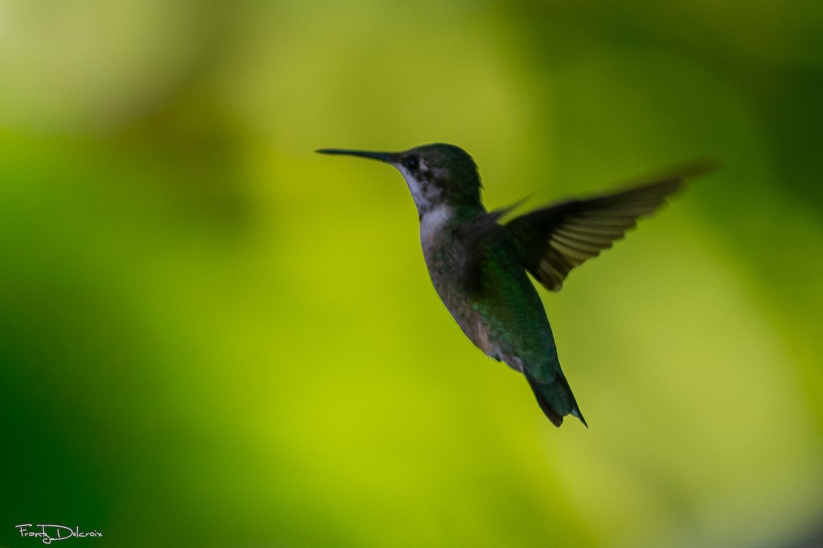 Colibri à gorge rubis - ML646562380