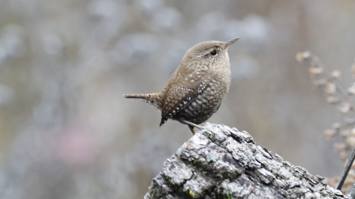 Winter Wren - ML646562383