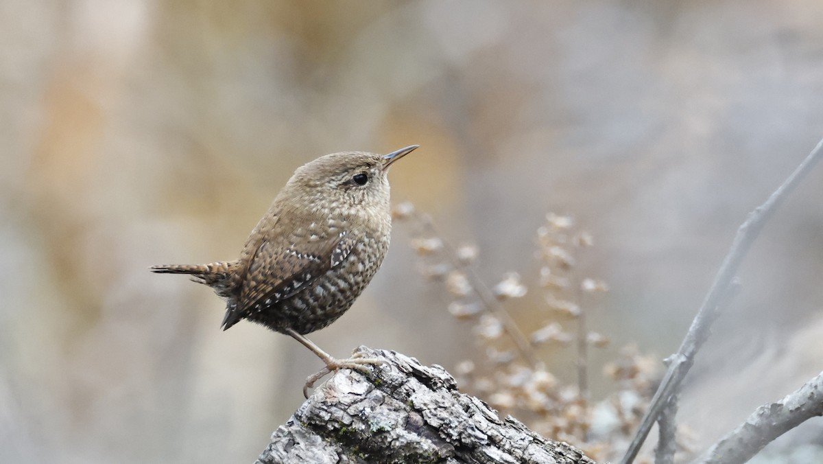 Winter Wren - ML646562384