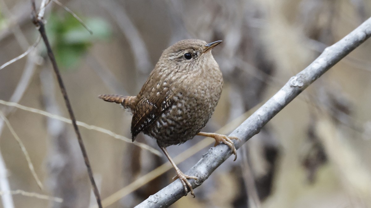 Winter Wren - ML646562385