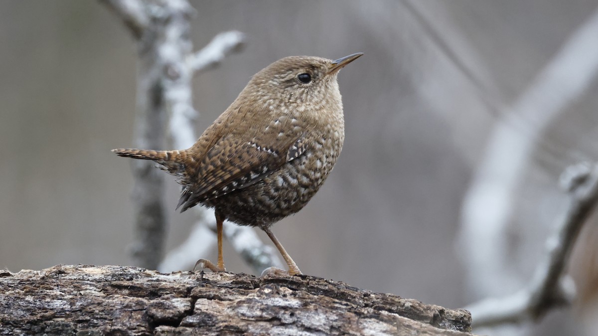 Winter Wren - ML646562386