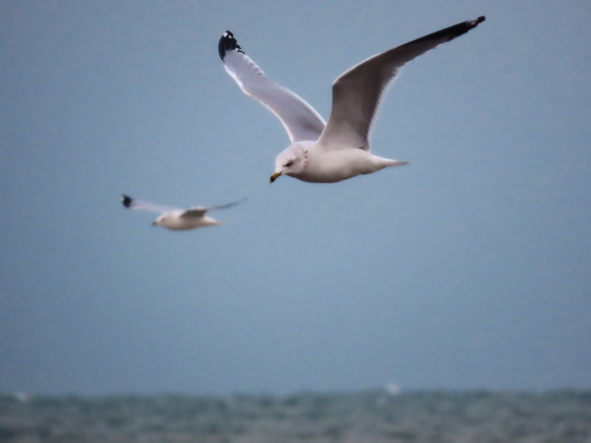 Gavina americana - ML646562388