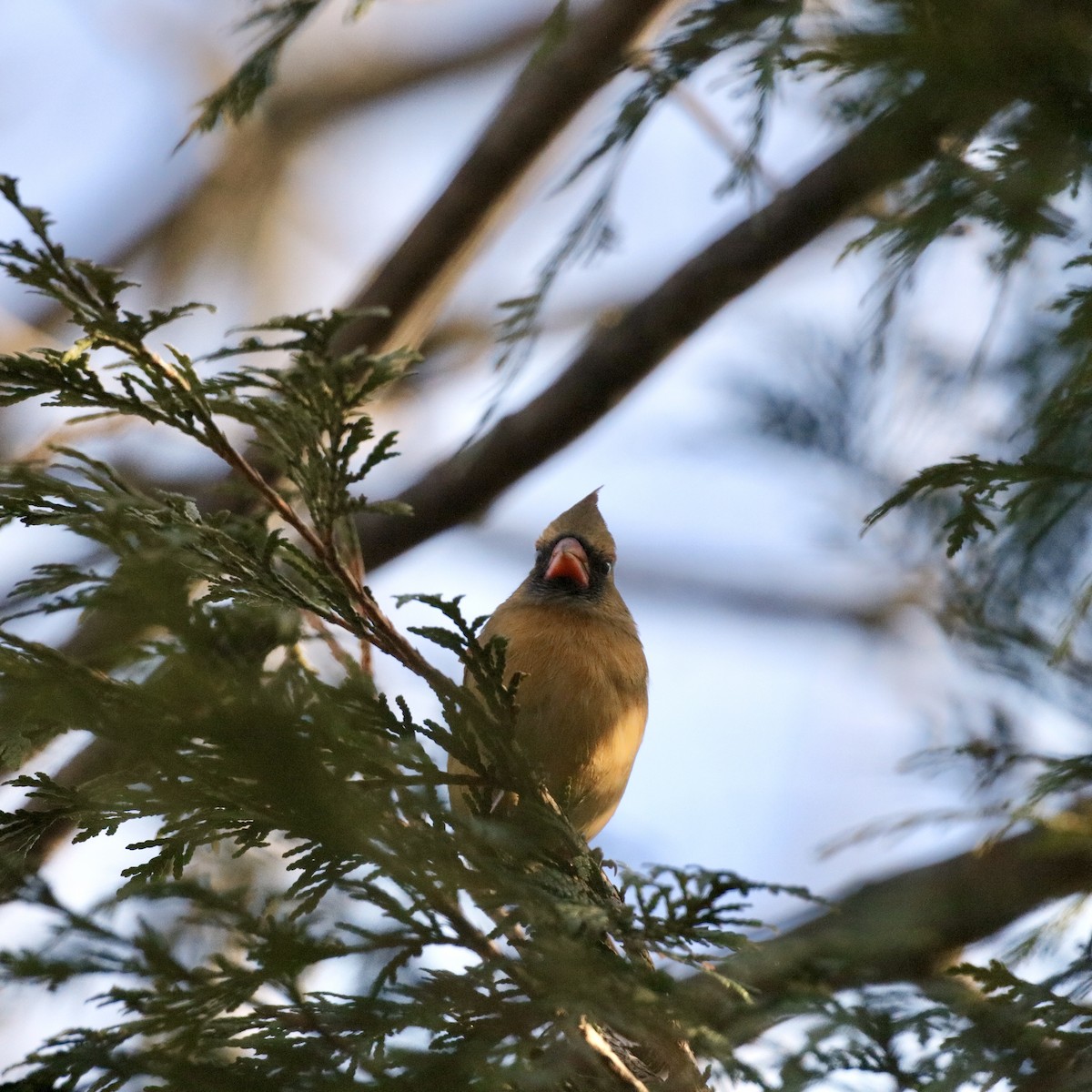 rødkardinal - ML646562389