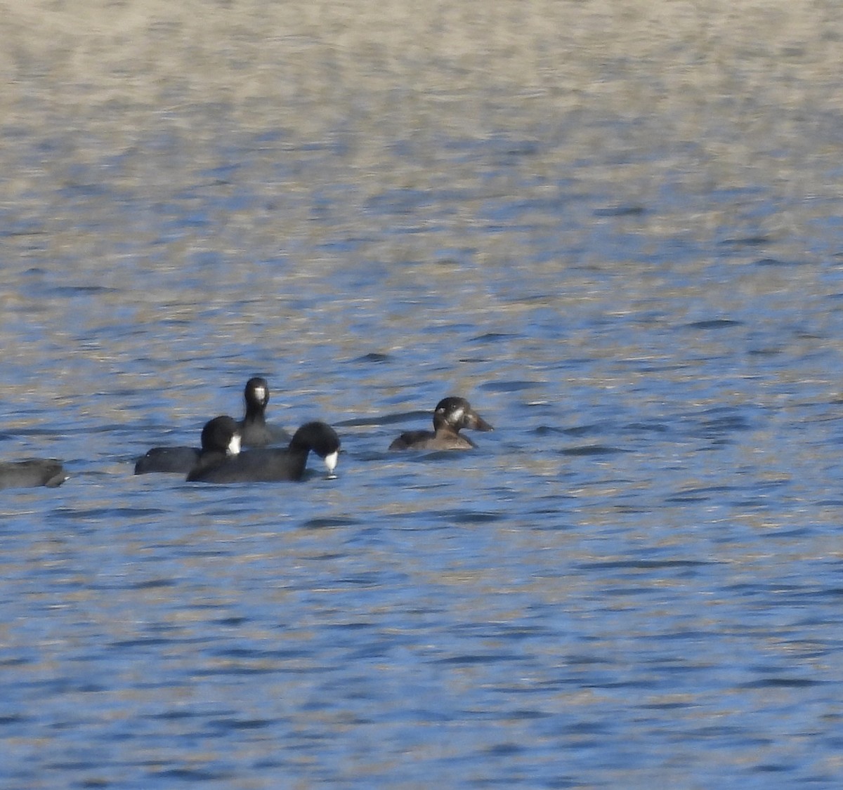 Surf Scoter - ML646562399
