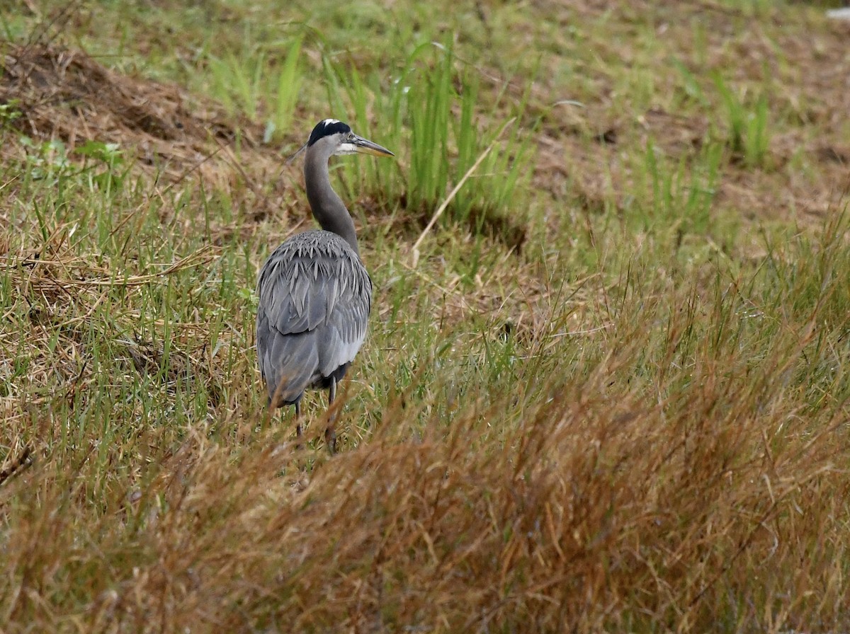 Great Blue Heron - ML646562401