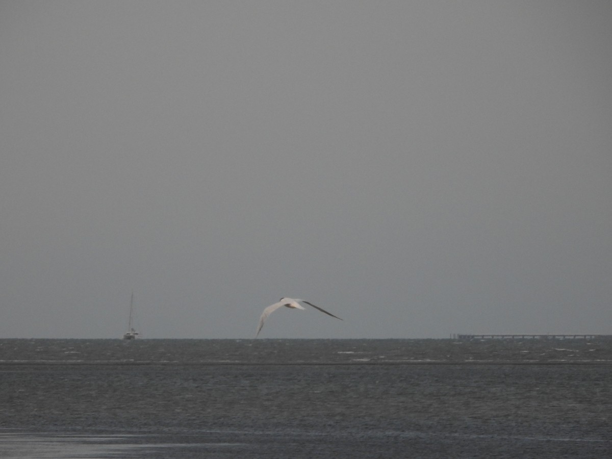 Australian Tern - ML646562403