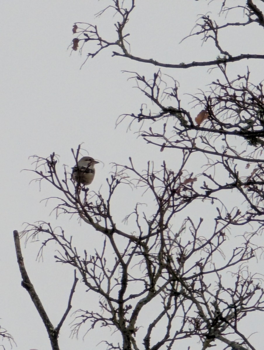 ťuhýk severní - ML646562412