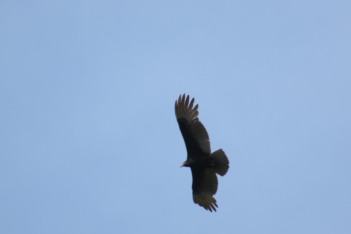 Urubu à tête rouge - ML646562413