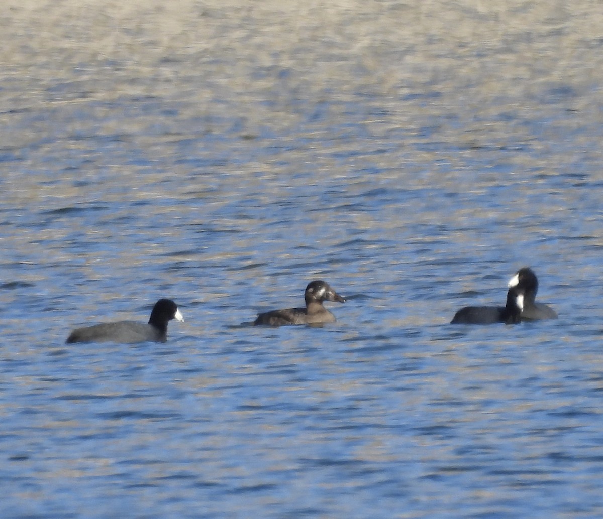 Surf Scoter - ML646562414