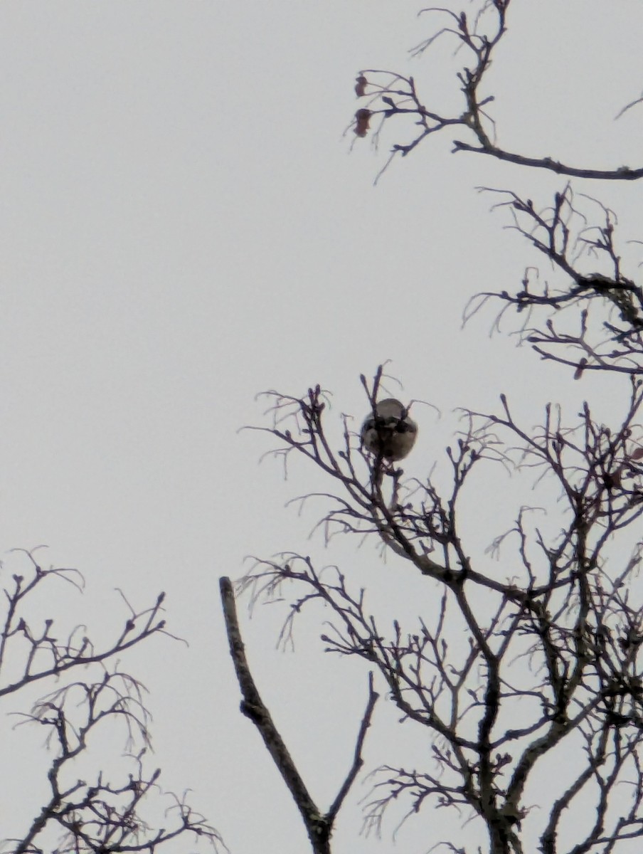 ťuhýk severní - ML646562415