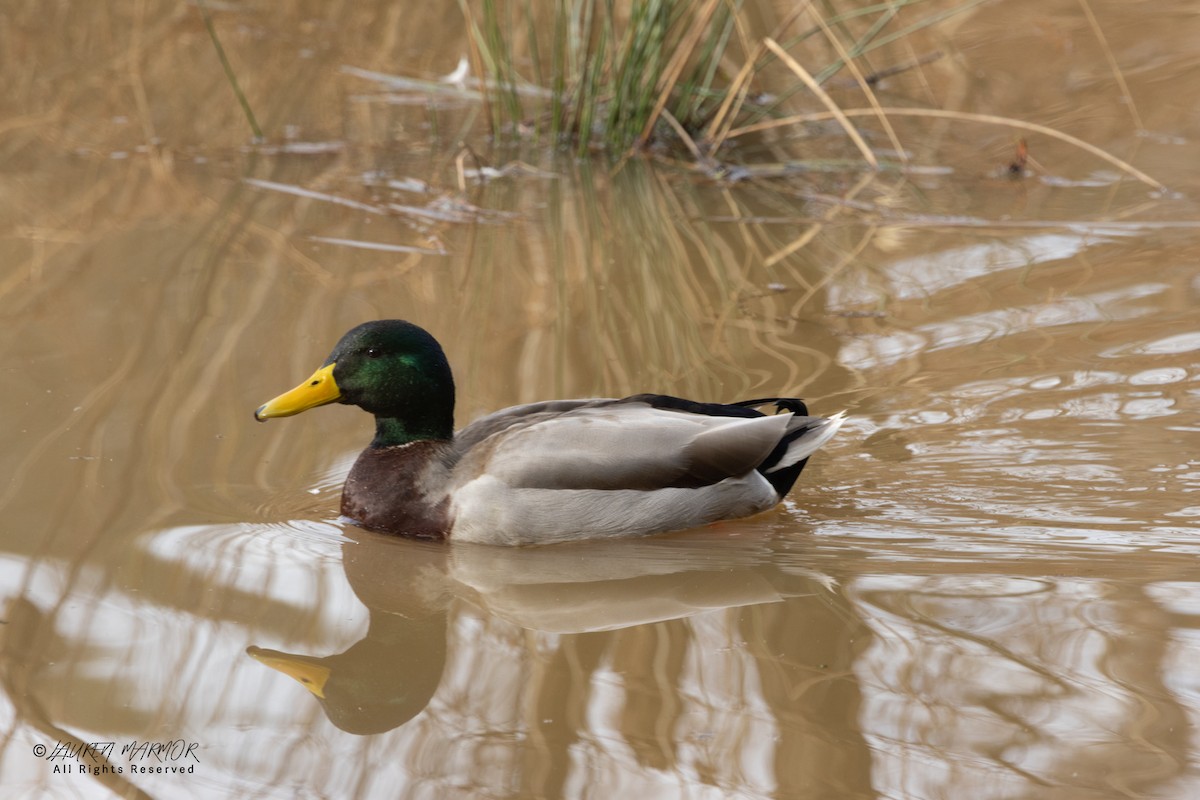 綠頭鴨 - ML646562417