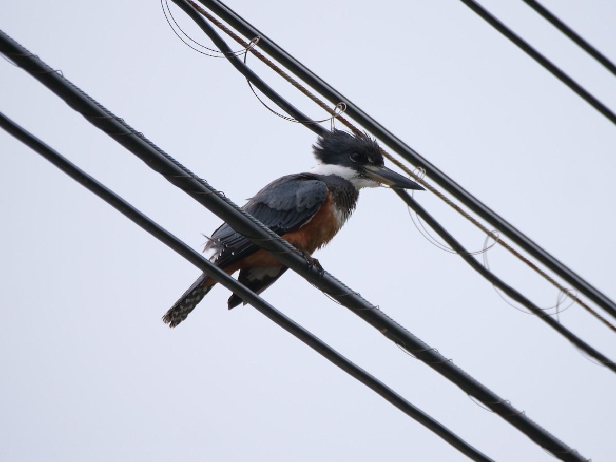 Ringed Kingfisher - ML646562418