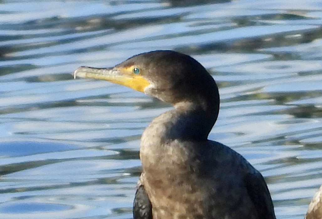 Double-crested Cormorant - ML646562419