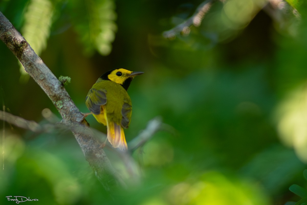 Hooded Warbler - ML646562420