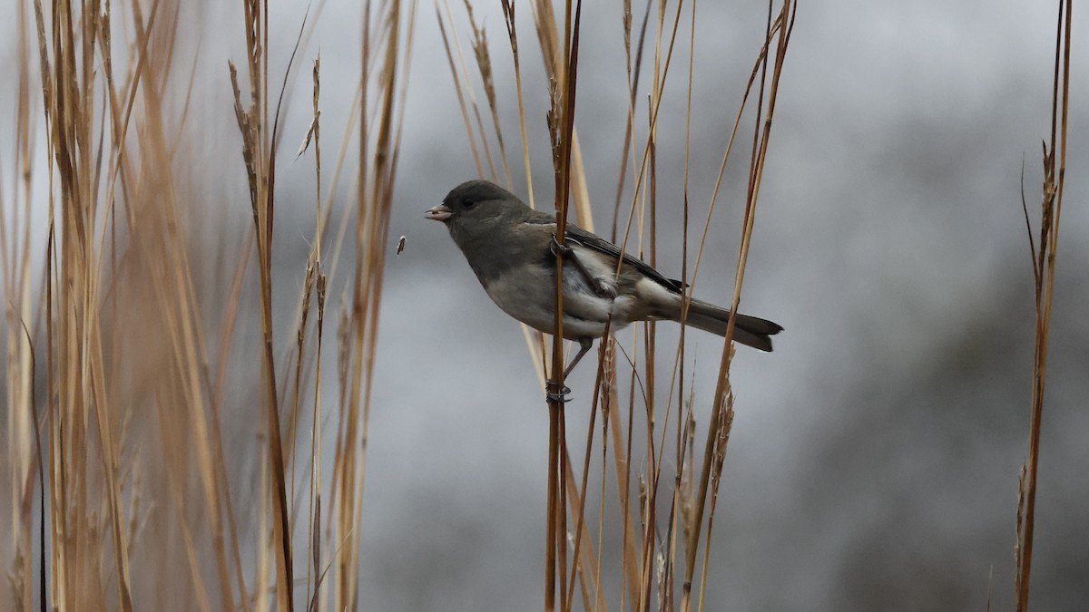 strnadec zimní - ML646562421