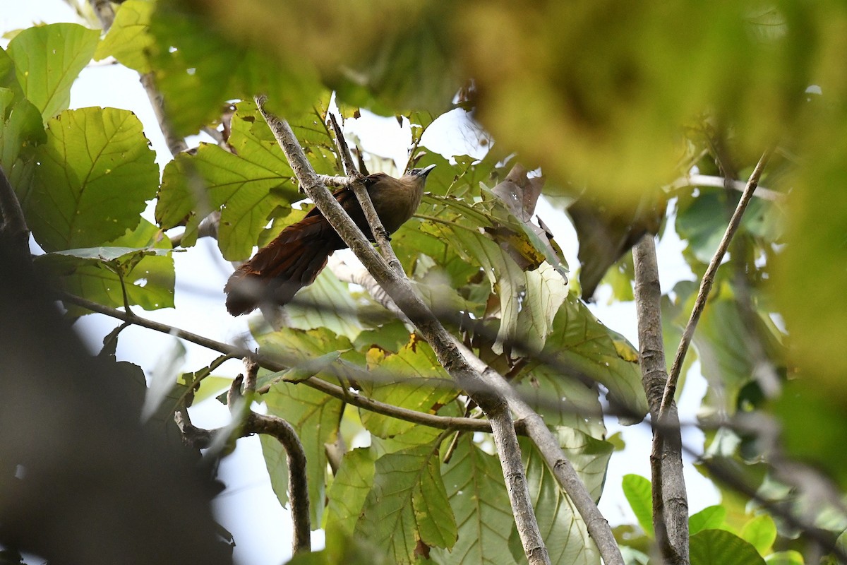 kukačka červenavá - ML646562422