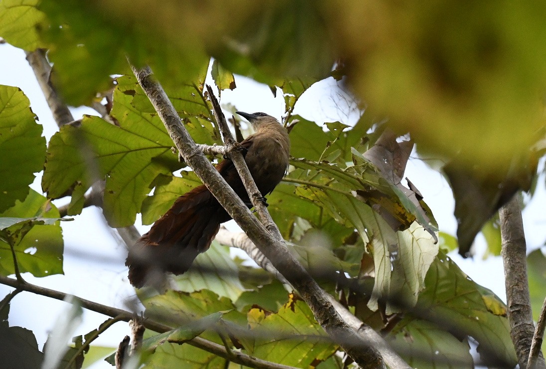 kukačka červenavá - ML646562423