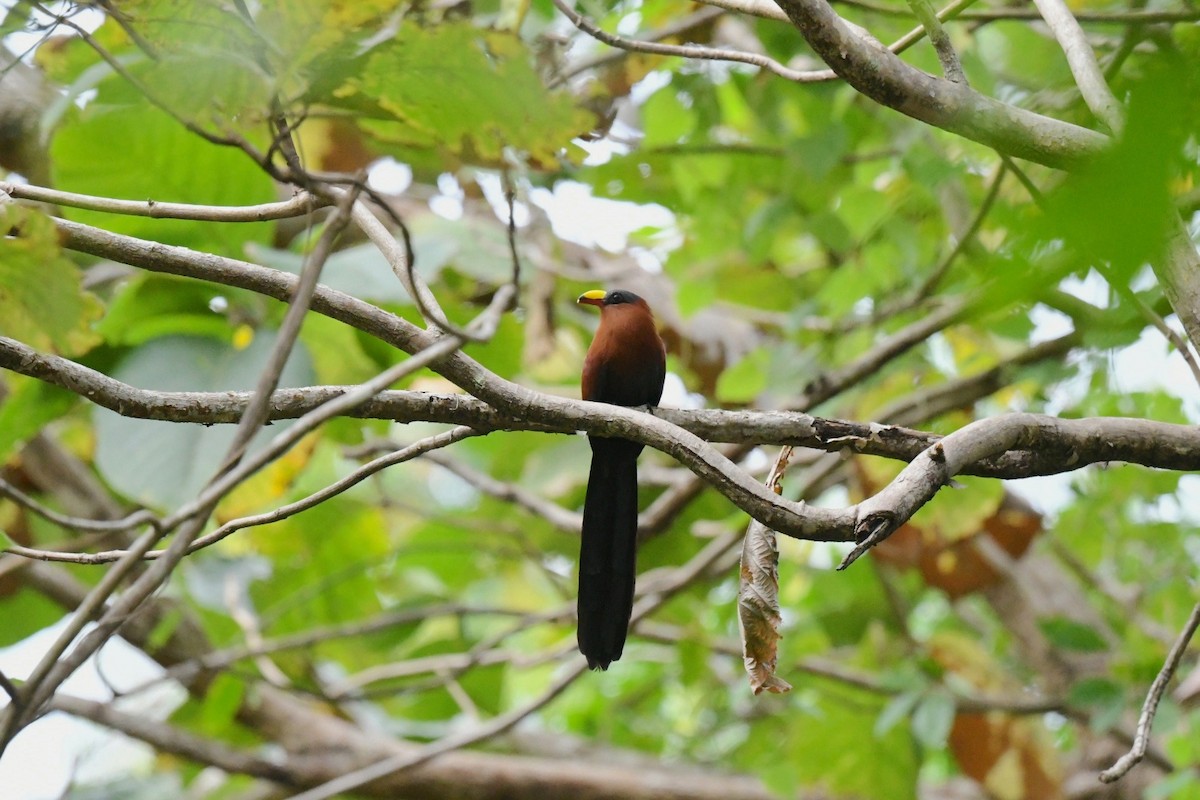 Yellow-billed Malkoha - ML646562425