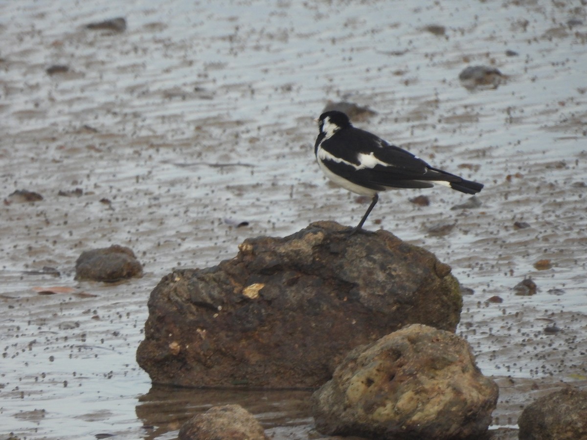 Magpie-lark - ML646562426