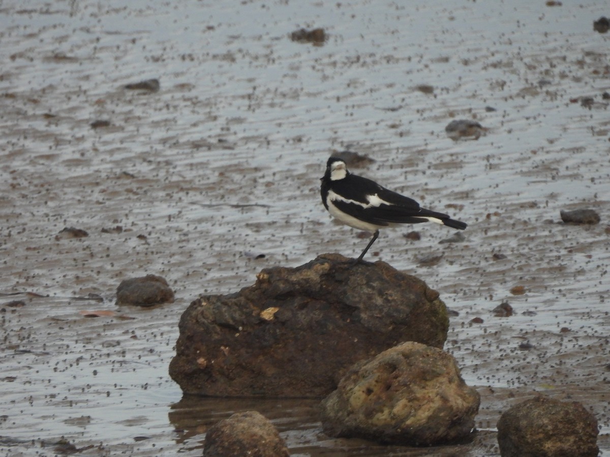 Magpie-lark - ML646562427