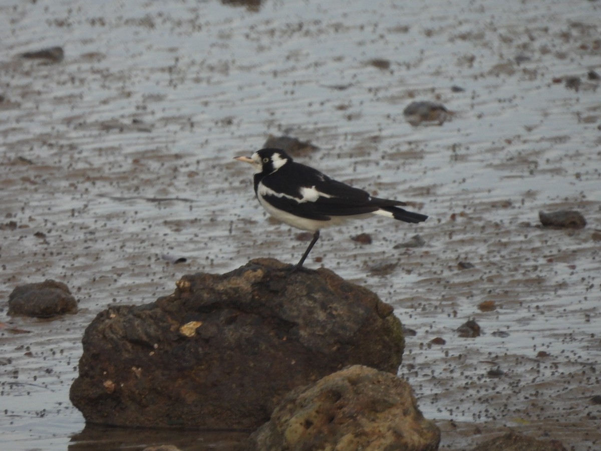 Magpie-lark - ML646562428