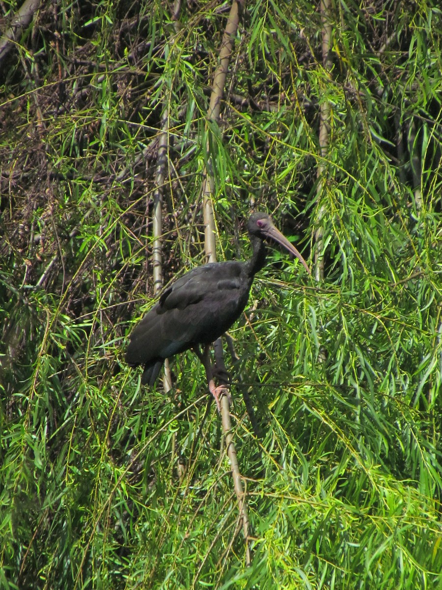 Nacktzügelibis - ML646562429