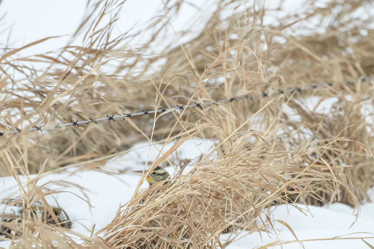 Western Meadowlark - ML646562430