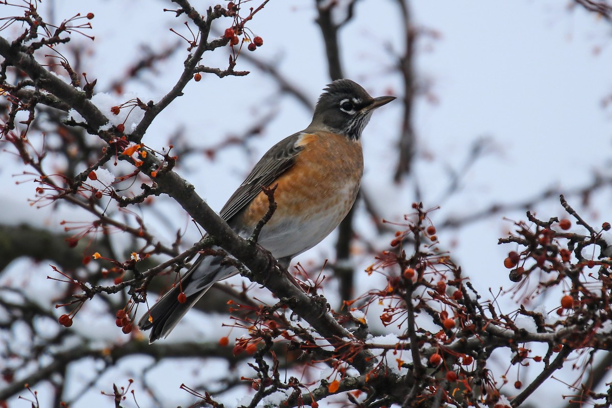 American Robin - ML646562432