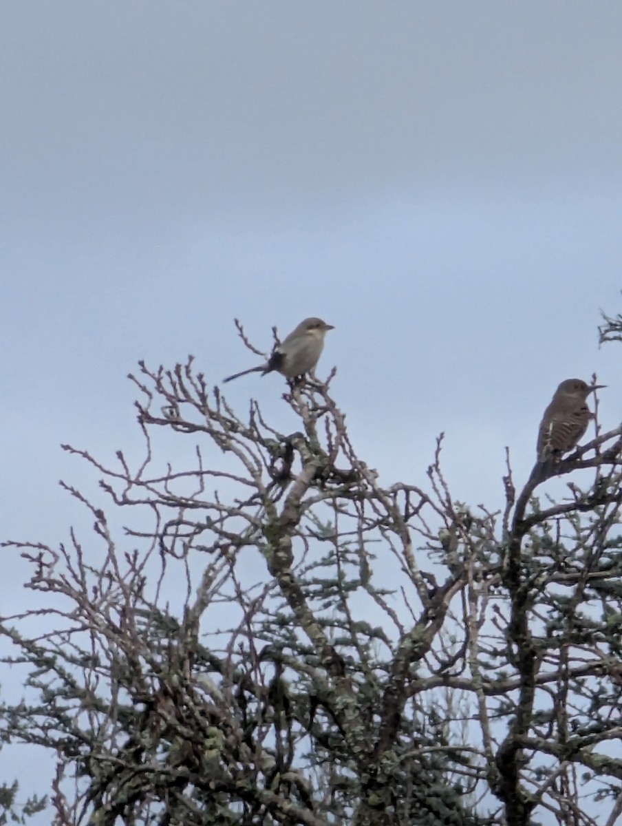 ťuhýk severní - ML646562433