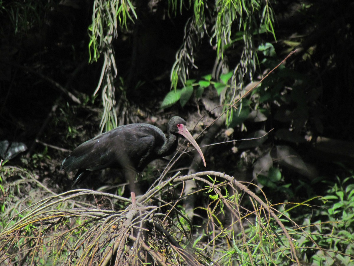 Nacktzügelibis - ML646562437