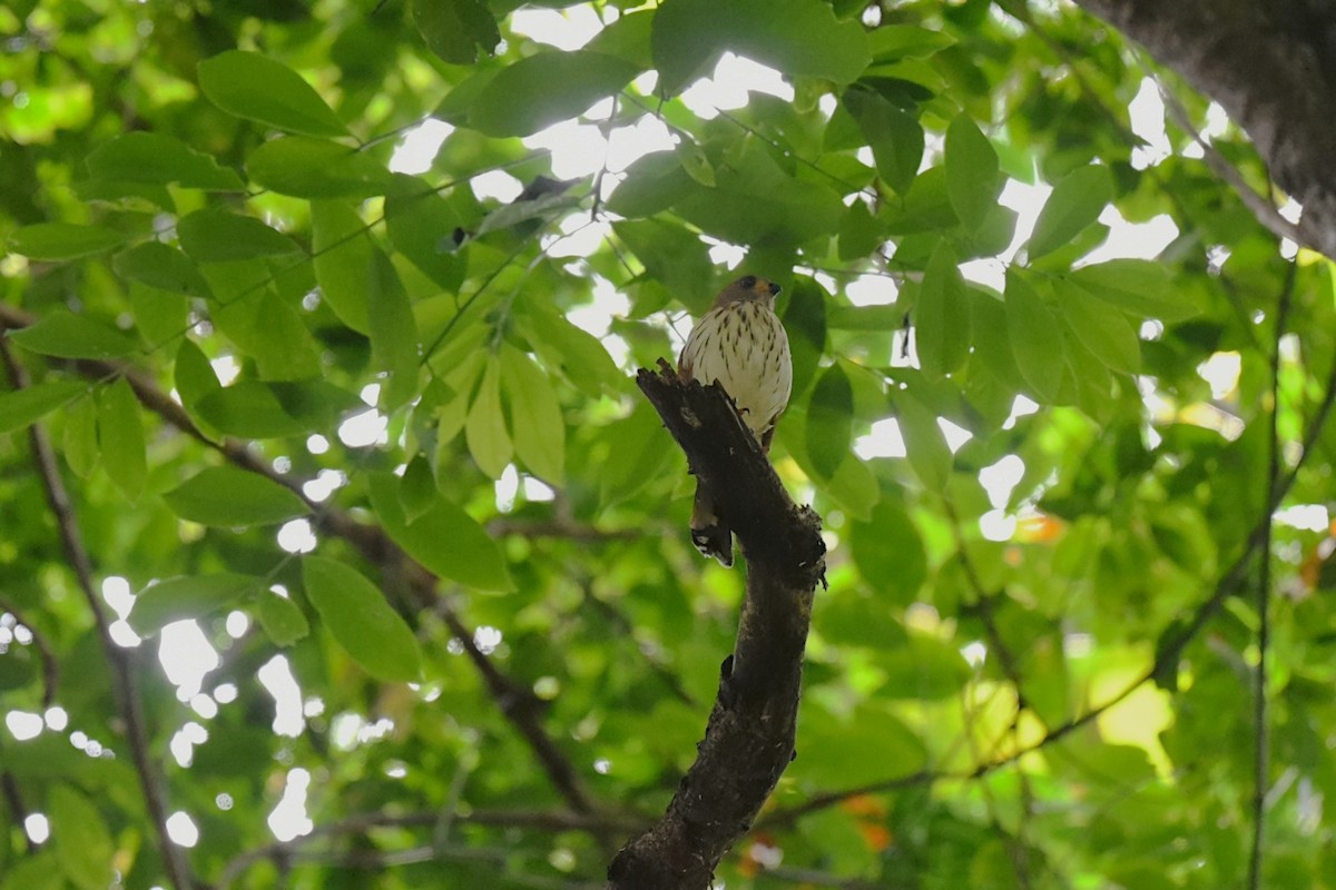 krahujec pralesní - ML646562438