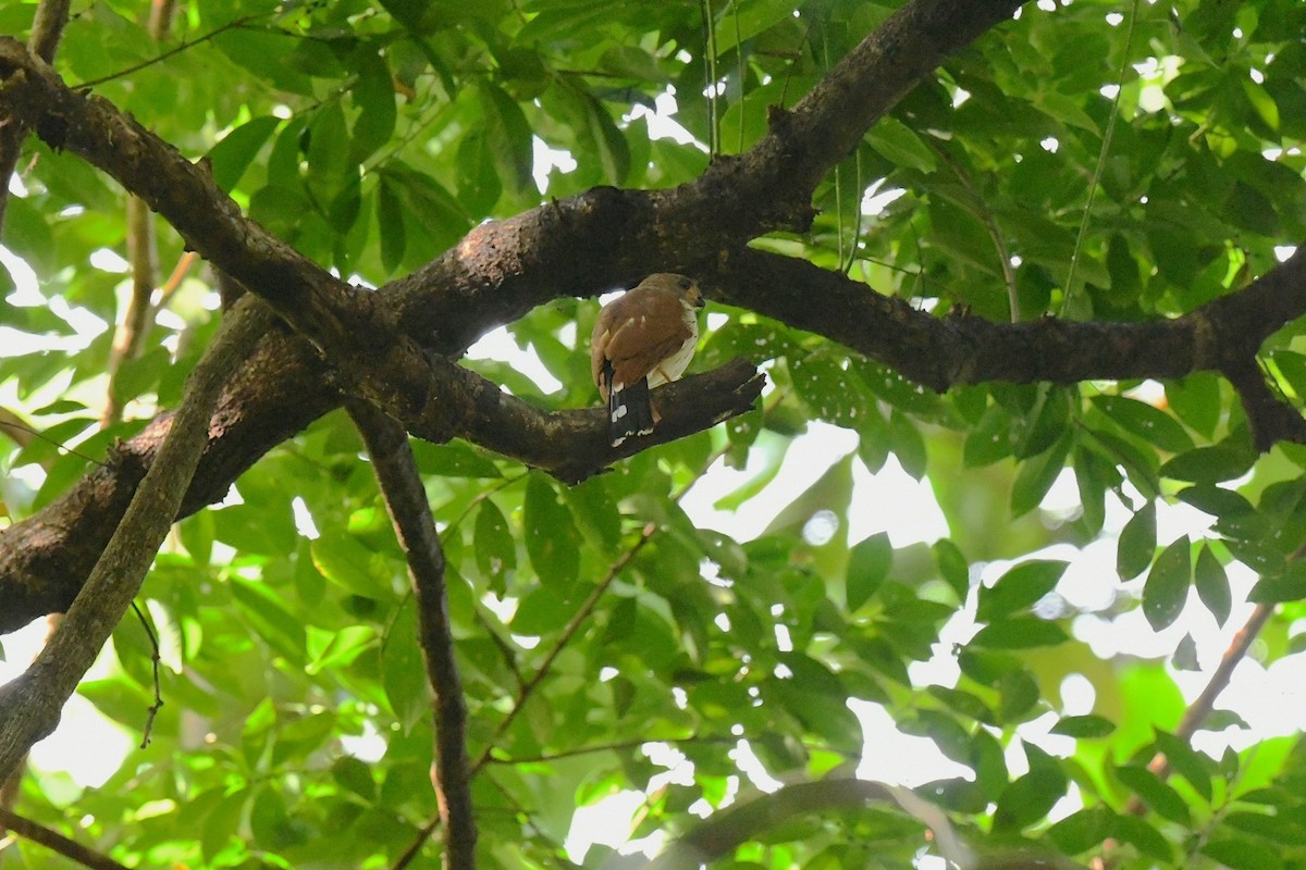 krahujec pralesní - ML646562439