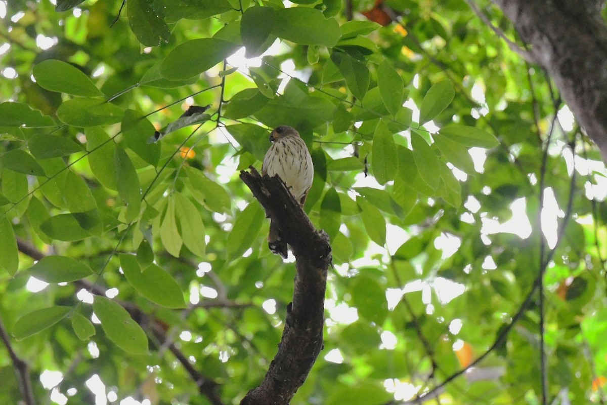 krahujec pralesní - ML646562440