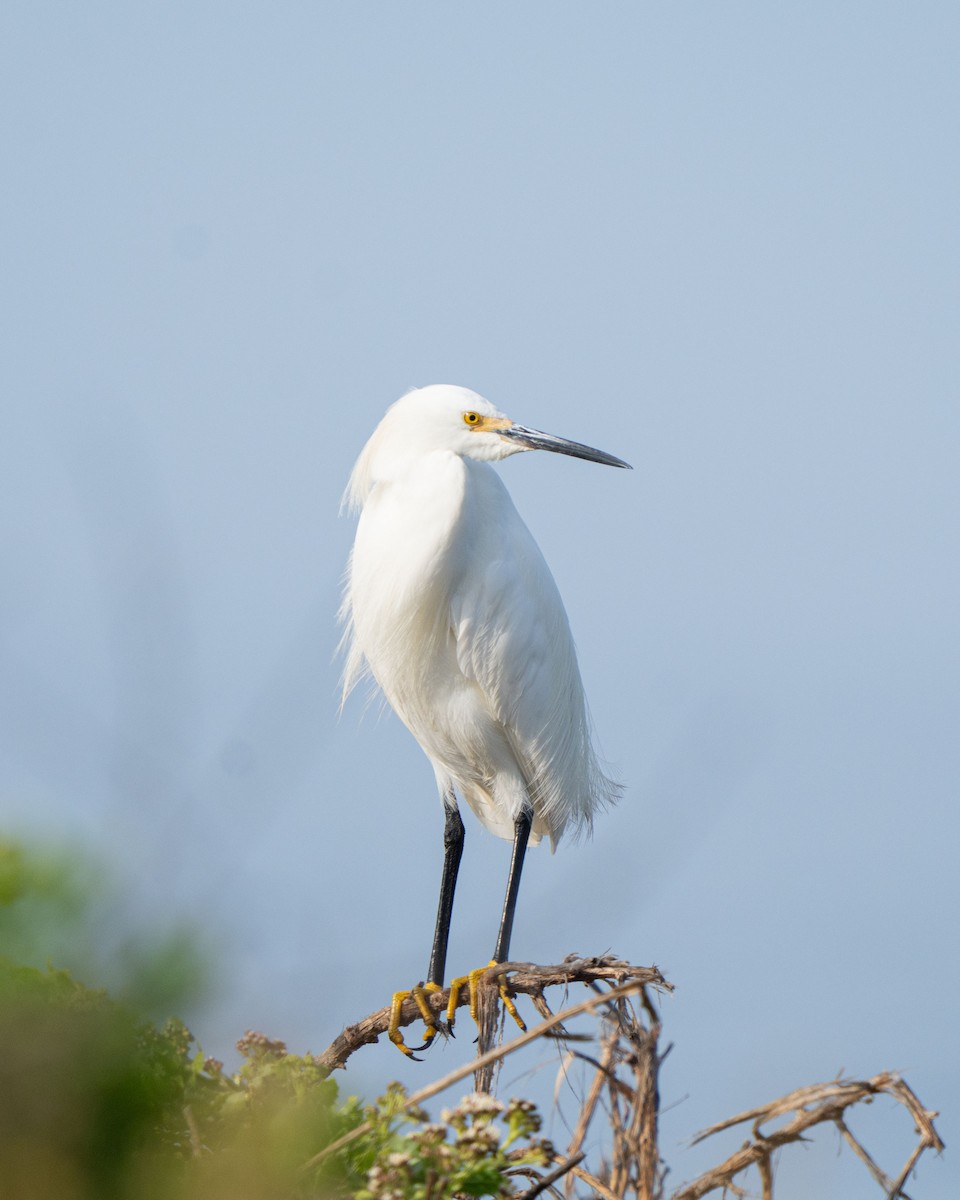 Snowy Egret - ML646562445