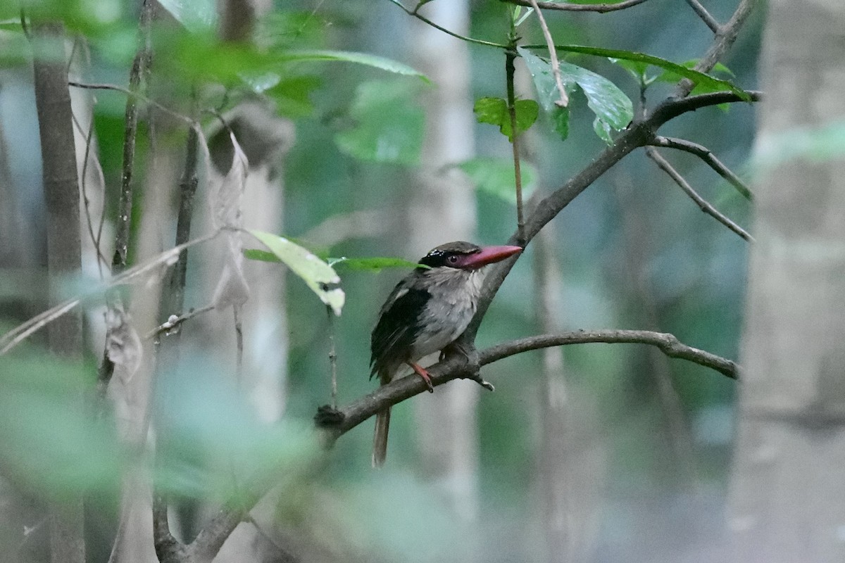 ledňáček modrouchý - ML646562447