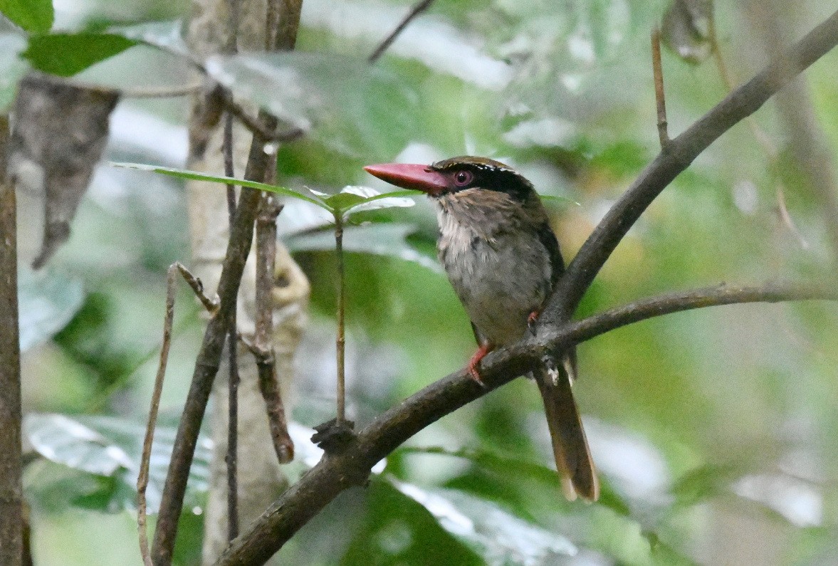 ledňáček modrouchý - ML646562448