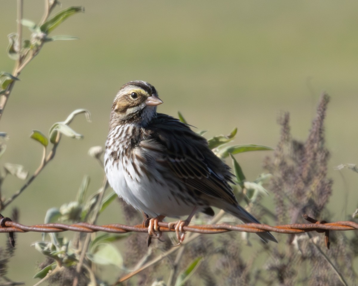 Savannah Sparrow - ML646562450