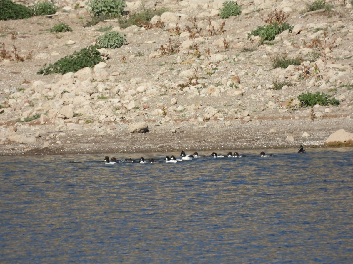 Common Goldeneye - ML646562452