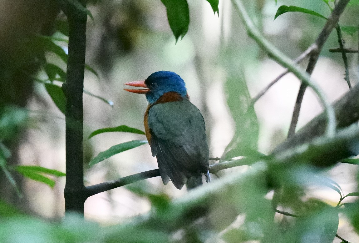 ledňáček modrohlavý (ssp. monachus) - ML646562457