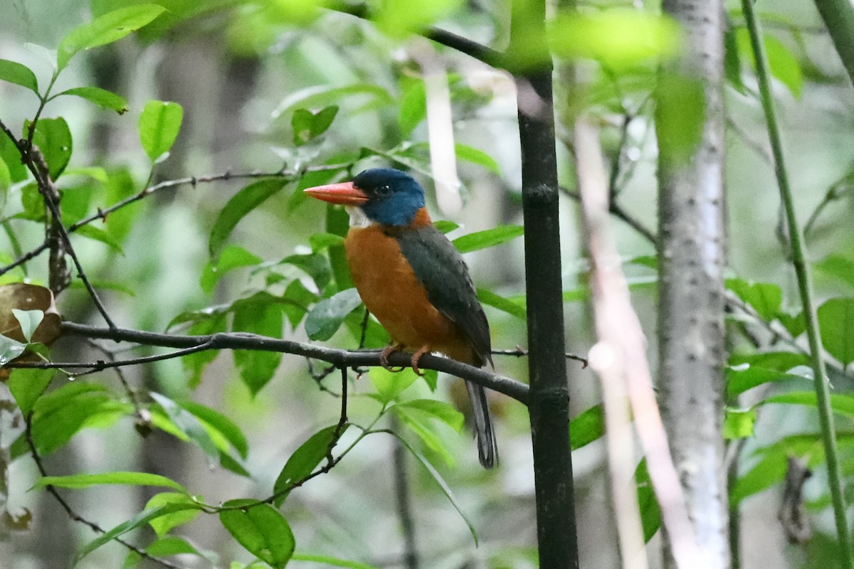 ledňáček modrohlavý (ssp. monachus) - ML646562458