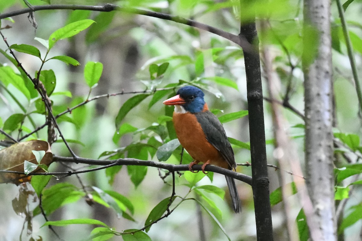 ledňáček modrohlavý (ssp. monachus) - ML646562459