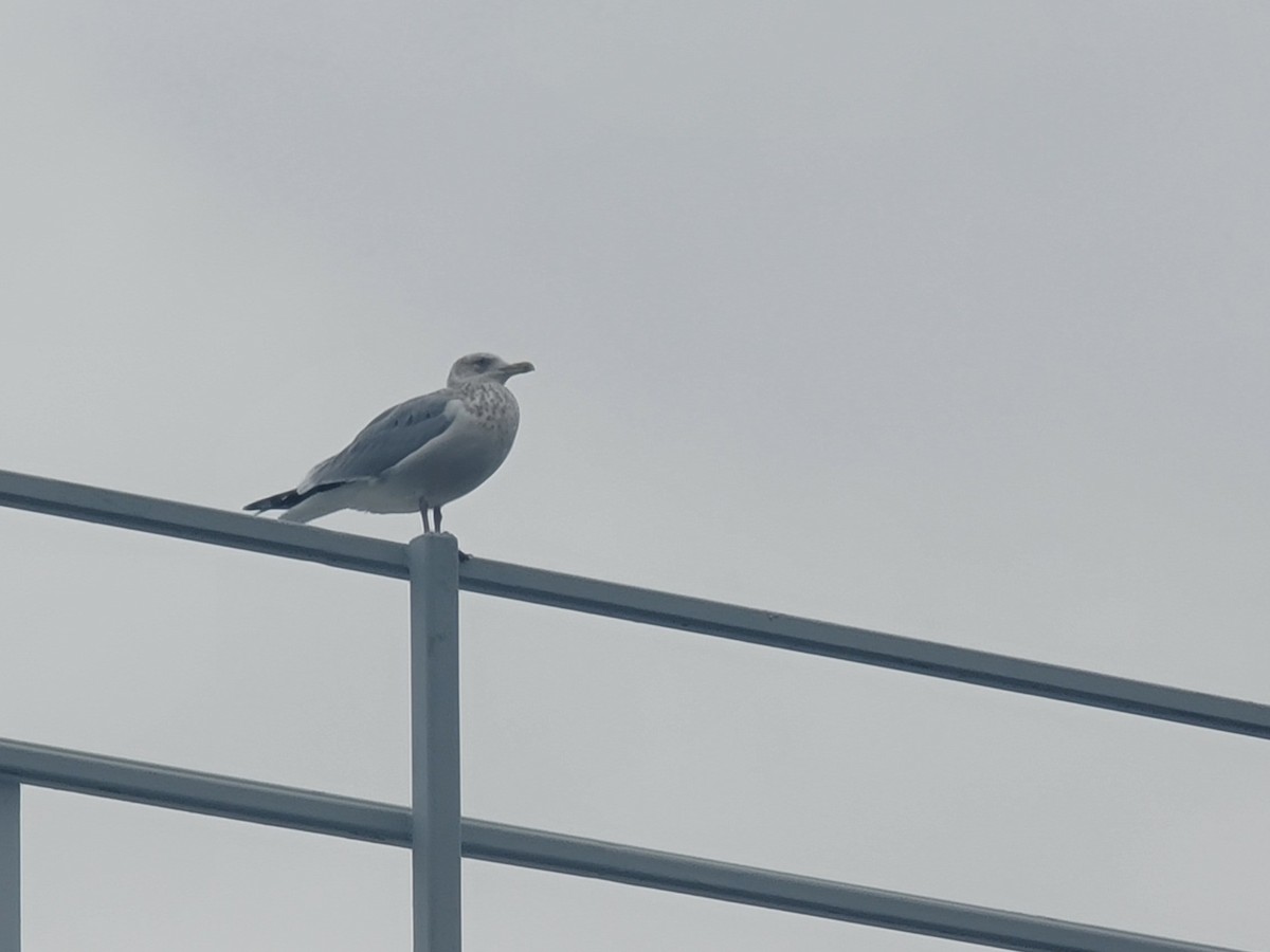 American Herring Gull - ML646562462