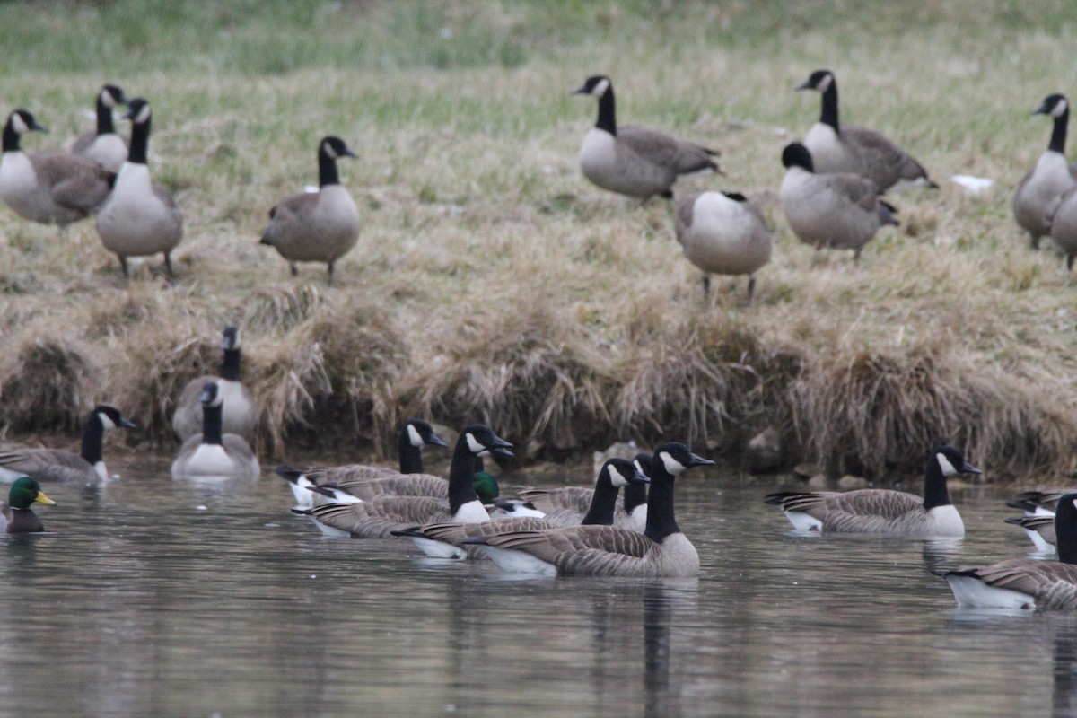 Canada Goose - ML646562466