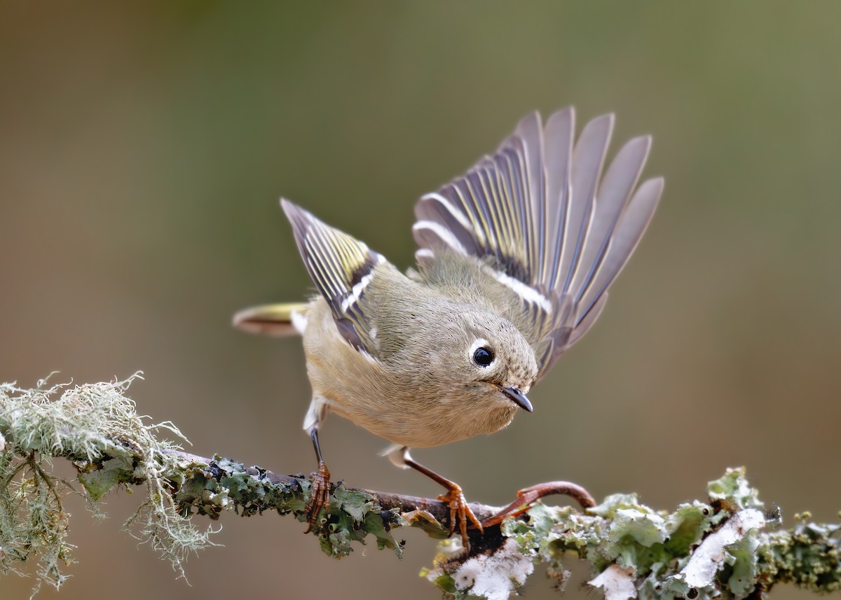 Ruby-crowned Kinglet - ML646562468
