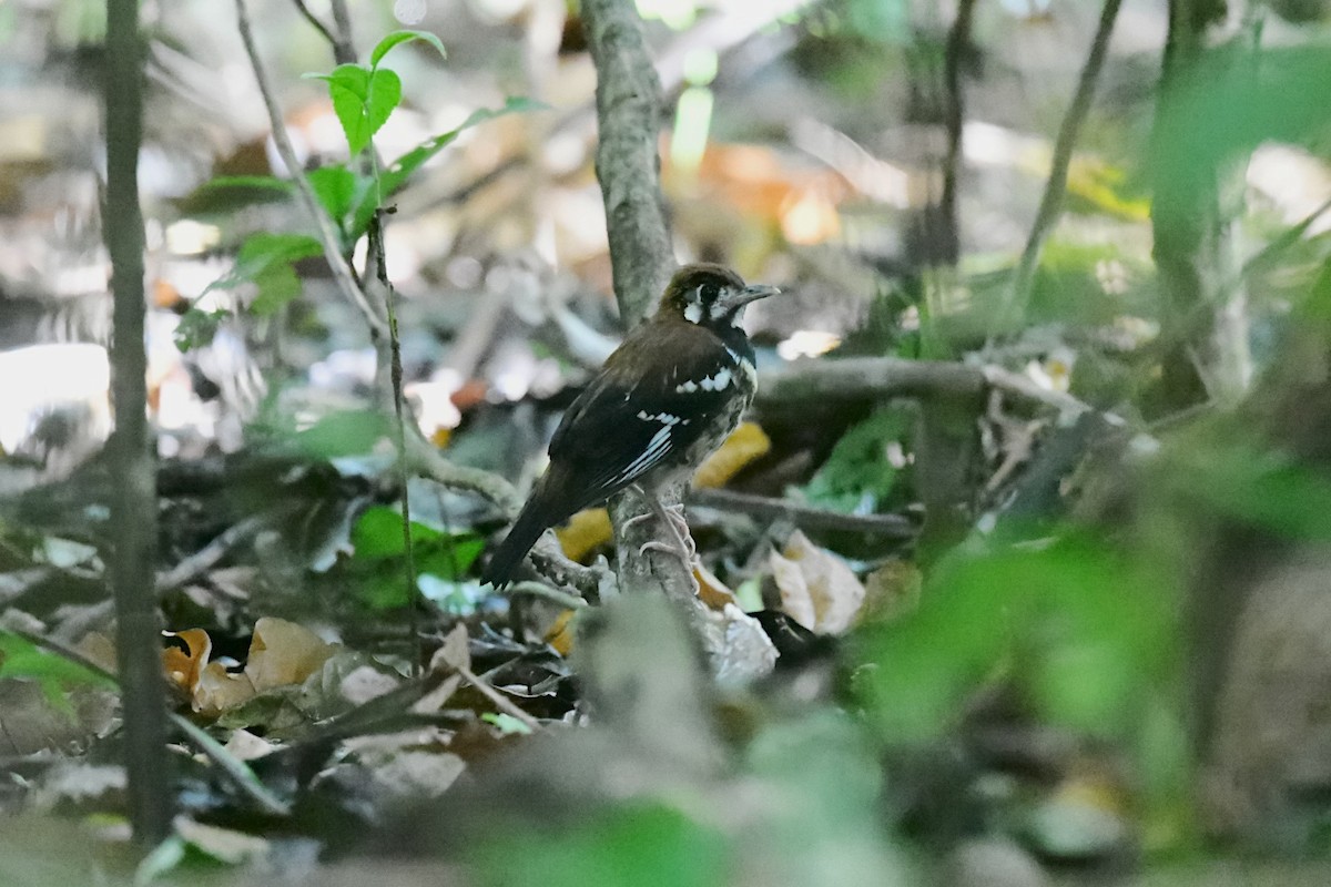 drozd černobřichý - ML646562471